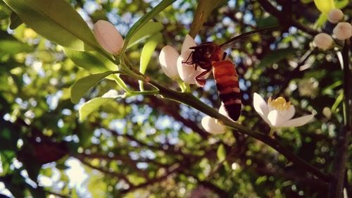 Close-up of butterfly perching on tree