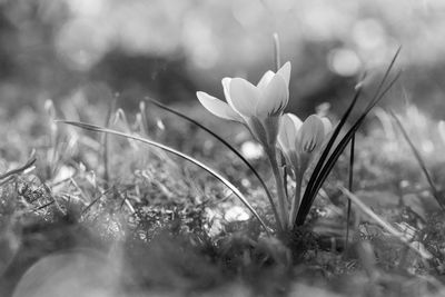 Close-up of white crocus flower on field