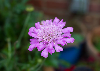 Close-up of pink flowering plant