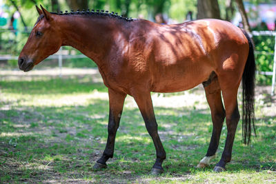 Horse standing on grass in ranch