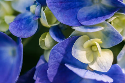 Close-up of purple flowers blooming outdoors