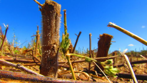 Close-up of plants against blue sky