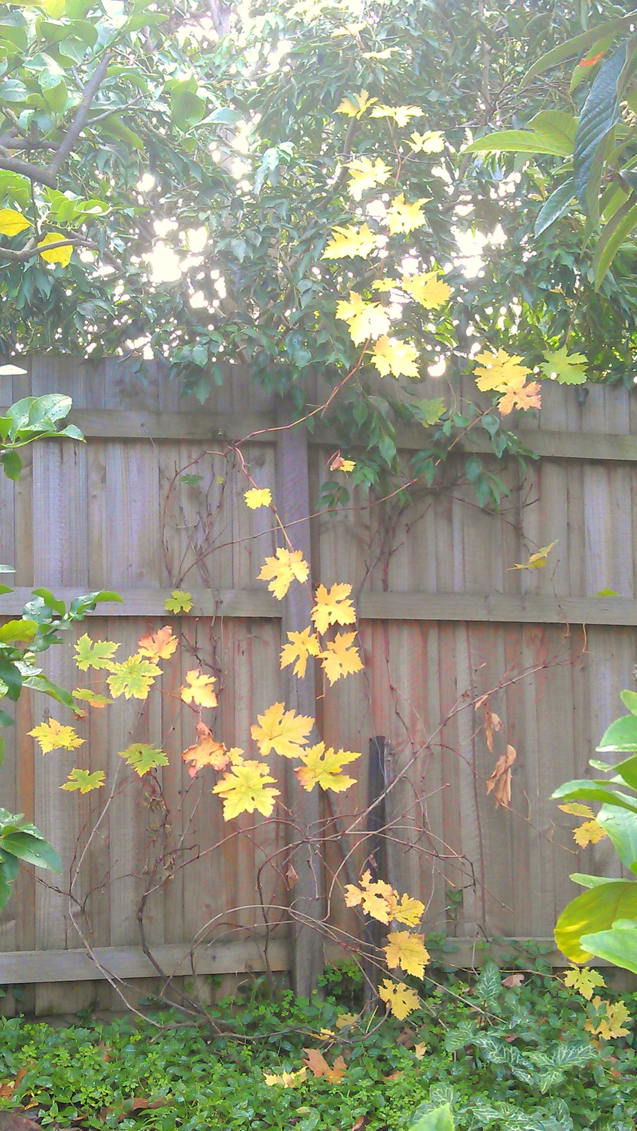 Grape vine foliage