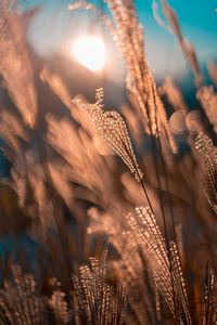 Close-up of stalks in the field