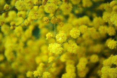 Close-up of yellow flowering plant on field