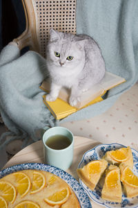 Gray kitten sits in an armchair with a orange pie and books, cozy vibes,