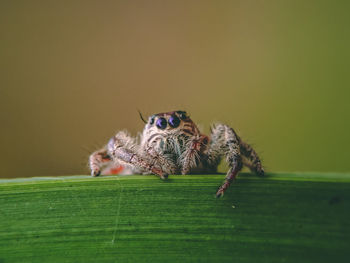 Close-up of spider