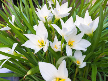 Close-up of white flowers