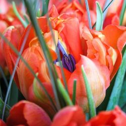 Close-up of red flower