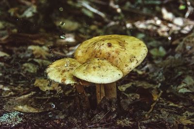 Close-up of mushroom