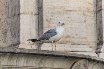 Close-up of seagull perching on wall