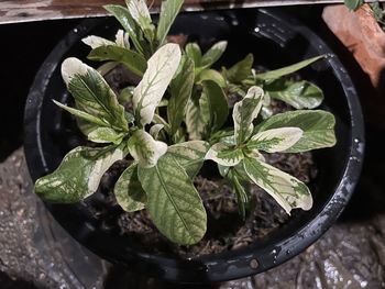 High angle view of leaves in pot