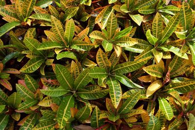 High angle view of plant growing on field