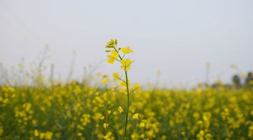 rapeseed