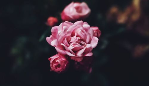 Close-up of pink rose blooming outdoors