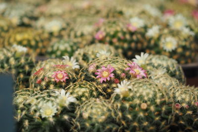 Close-up of flowering plants