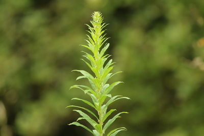 Close-up of fresh green plant