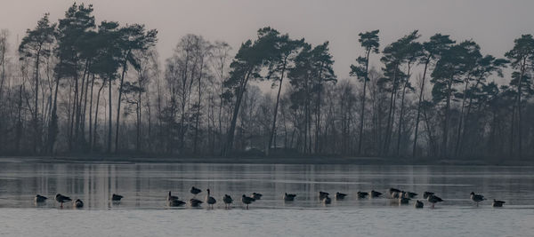 Swans swimming in lake against sky