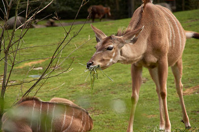 Deer standing on field