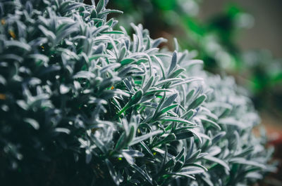 Close-up of green plant
