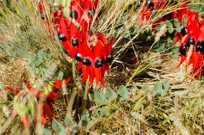 Close-up of red poppy on field