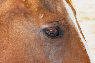 Close-up of a horse