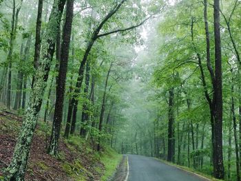 Road amidst trees in forest