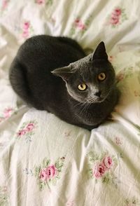 Close-up portrait of black cat lying on bed