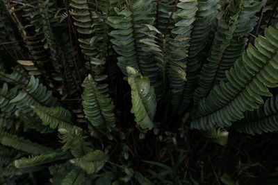 Close-up of fern leaves