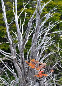 Trees in forest during winter