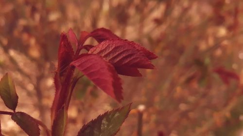 Close-up of red flower