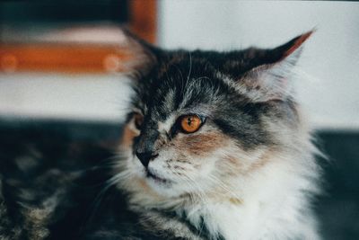 Close-up of cat