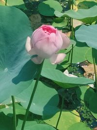 Close-up of pink rose