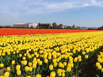 View of yellow flowers on field against sky