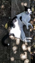 High angle portrait of cat sitting outdoors