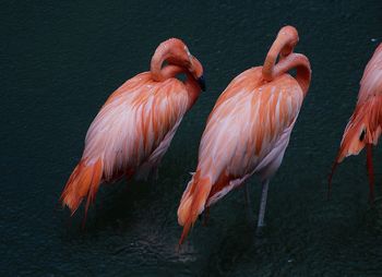 Close-up of flamingos in lake