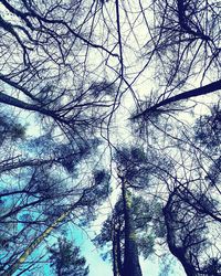 Low angle view of bare trees against sky