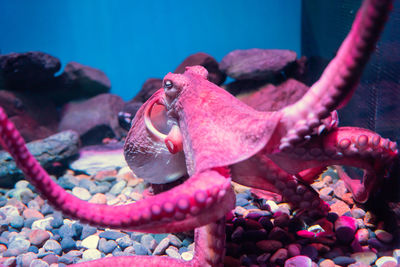 Close-up of octopus swimming in aquarium