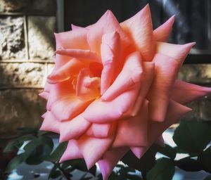 Close-up of pink rose
