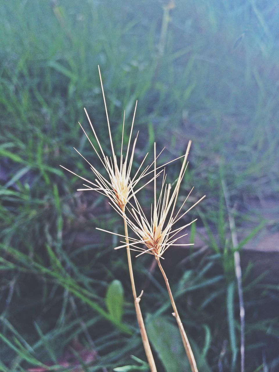 focus on foreground, close-up, nature, growth, plant, beauty in nature, fragility, day, tranquility, outdoors, water, no people, grass, spiked, stem, dry, field, high angle view, leaf, uncultivated