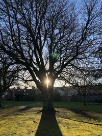 Trees on field against sky