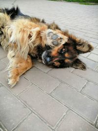 High angle view of dog lying on floor