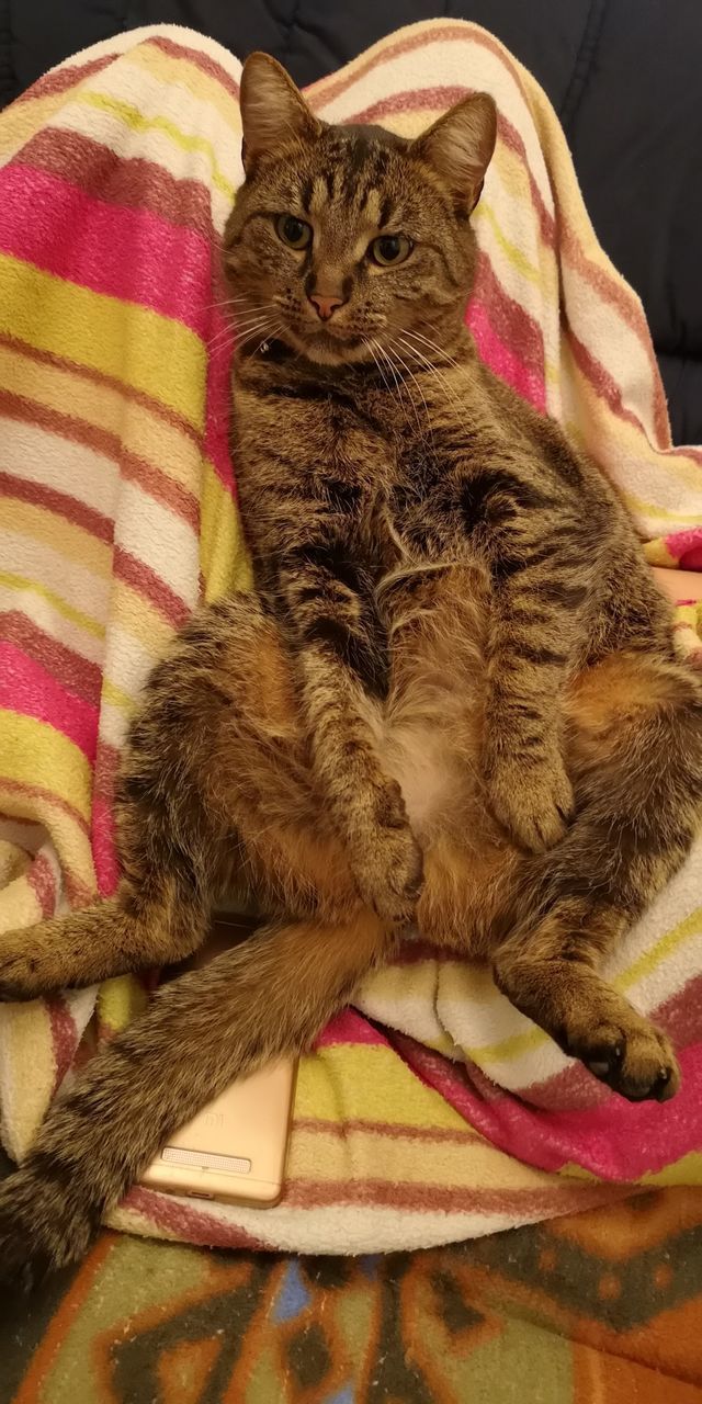 CLOSE-UP OF CAT SLEEPING ON BED