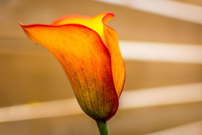 Close-up of day lily blooming outdoors