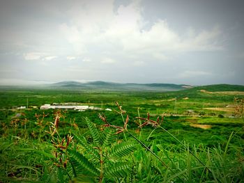 Scenic view of agricultural field against sky