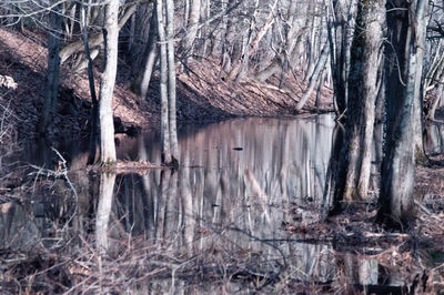 Reflection of bare trees in lake