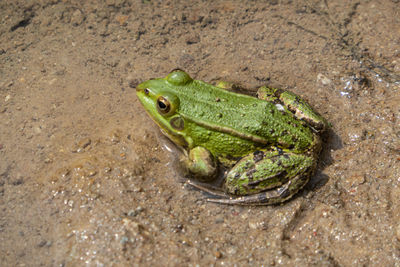 High angle view of frog on land