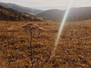 Close-up of plant against mountain