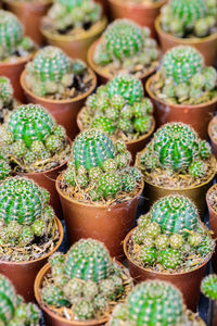 High angle view of succulent plants
