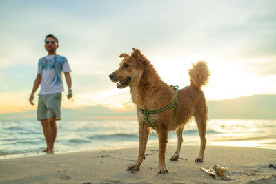 Full length of a dog on beach